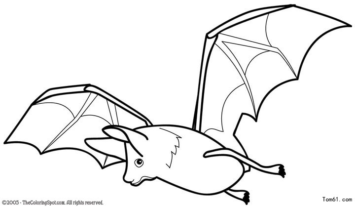 蝙蝠-简笔画图片-儿童资源网手机版