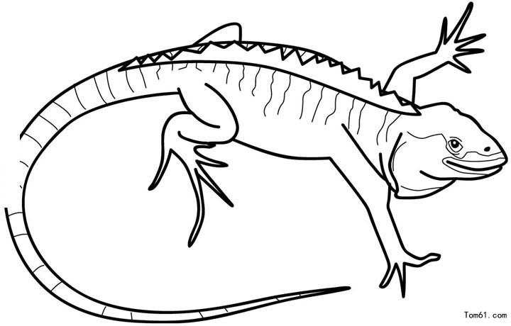 蜥蜴-简笔画图片-儿童资源网手机版